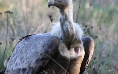 ¿qué es un Hide de naturaleza?
