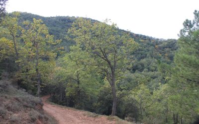 Las aves más populares en La Rioja, España. En que temporada se ven
