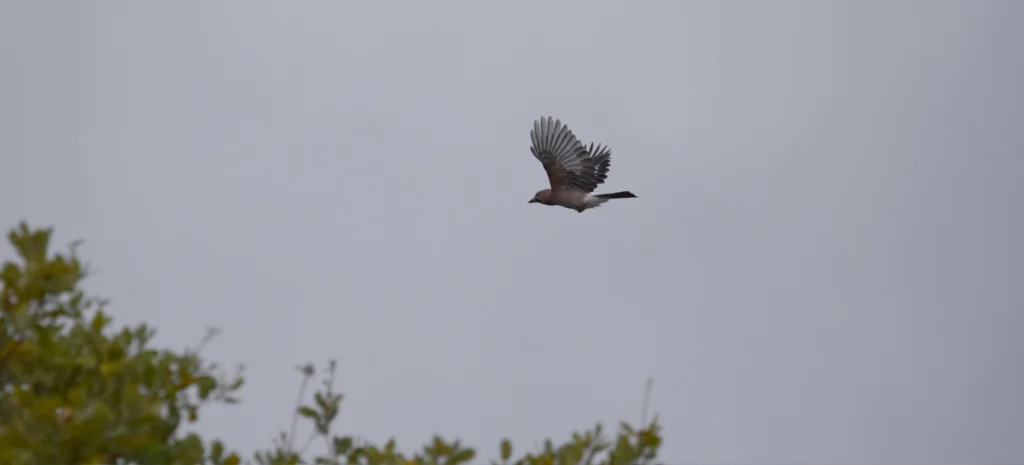 window forest hides fotografiar naturaleza