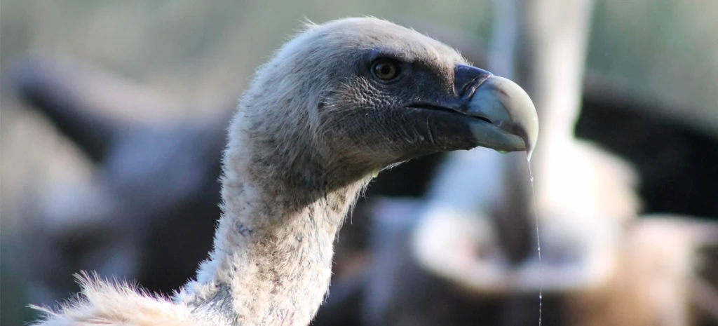 window forest hides fotografias naturaleza