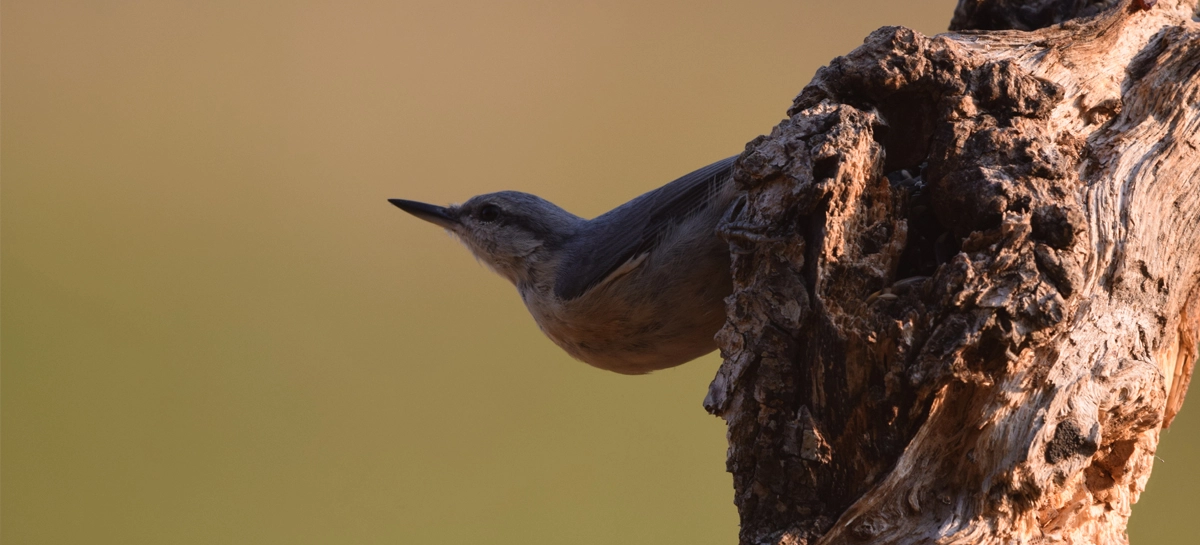 window forest hides fotografiar naturaleza animales forestales