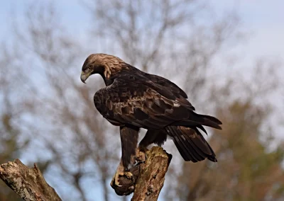 window forest aguila real rioja (6)