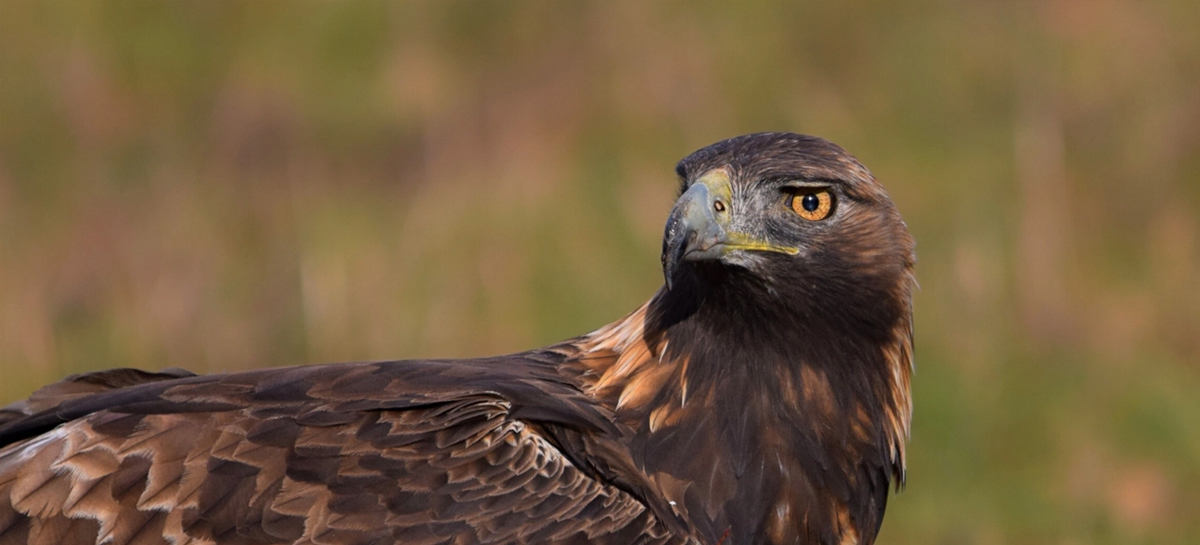 window forst hide aguila real ppal