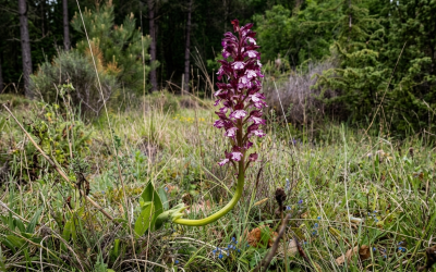 Descubriendo las ORQUÍDEAS SILVESTRES en Daroca de Rioja
